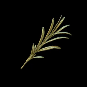 Rosemary Brooch - Exclusive